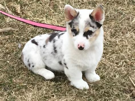 These pembroke welsh corgi puppies are friendly & energetic. Corgi Breeder & Puppies For Sale Near Me | Maine Aim Ranch ...