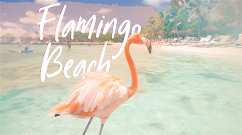 How To Visit Flamingo Beach Aruba 2023 Tips To Get Tickets