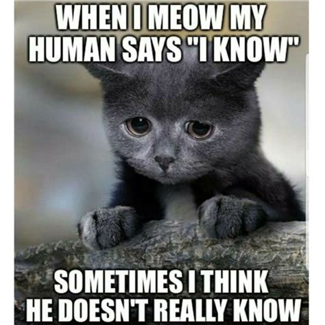 best cat memes of all time world s best cat litter