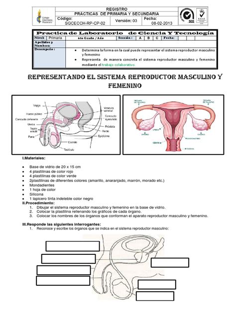Practica De Laboratorio Representacion Del Sistema Reproductor Masculino Y Femenino 6to Grado