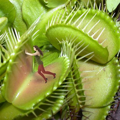Caught In A Venus Fly Trap By Gullet76 On Deviantart