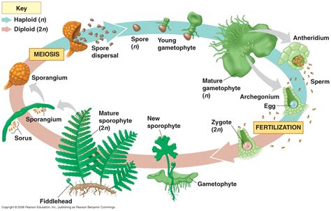 Bharasamys Creative Development Life Cycle Of A Fern And Research