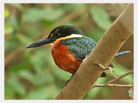 Details Green And Rufous Kingfisher Birdguides