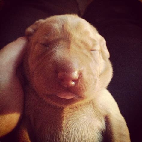 Vizsla Puppies Make Your Day Better In 10 Photos