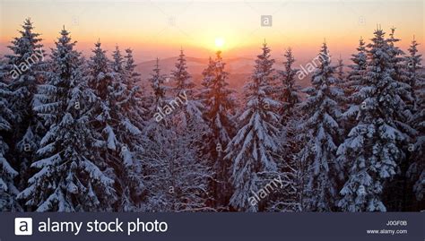 Snow Covered Spruce Trees At Sunset In Winter Backlit Near Stock