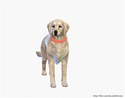 Golden Retriever Makeover At Blue Ancolia Sims 4 Updates