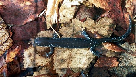 Manitoba Herps Atlas Salamanders Ambystomatidae And Proteidae