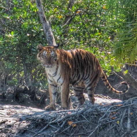 The Royal Bengal Tigers Of Sundarban Preserving A Majestic Species