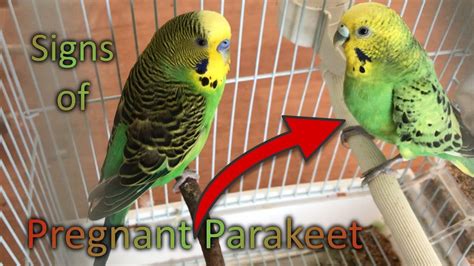 Top 20 How To Know When A Budgie Is Pregnant 3141 Votes This Answer