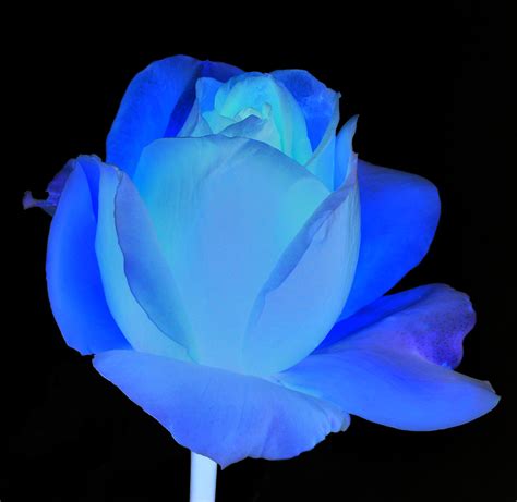 The Blue Rose Nature Doesnt Provide Us With Blue Roses S Flickr