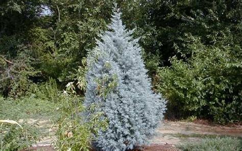 Blue Ice Cypress 1 Gallon Tree Evergreen Trees Togogarden