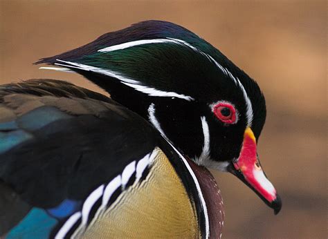 Wood Duck Taken During A Ct Flickr Meetup At Beardsley Zoo Flickr