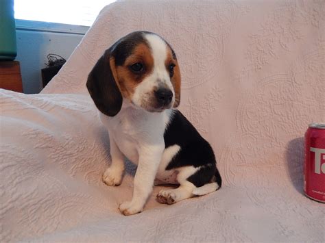 Previous Litter Of Miniature Pocket Beagle Puppies Born 8 2 13 Pocket