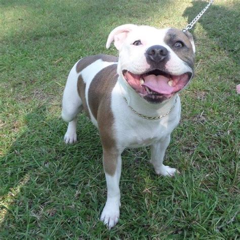 Mistycalblue Blue English Staffordshire Bull Terrier