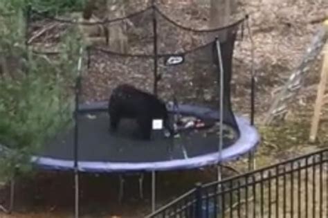 Bear Bounces On Trampoline In Connecticut Back Yard Teddy Bear Picnic