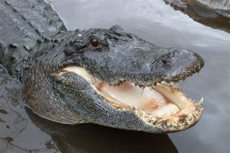 South Carolina Woman Killed In Alligator Attack