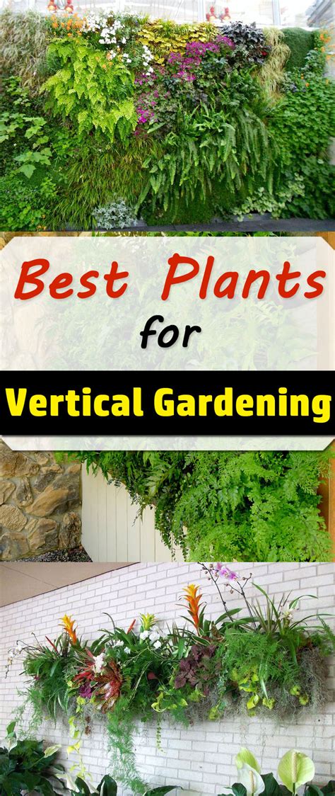 Best Plants For Vertical Garden Vertical Garden Plants