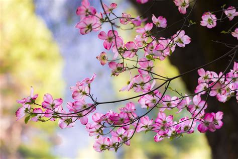 The first bright pink blooms of spring. How to Grow and Care for Pink Dogwood Trees