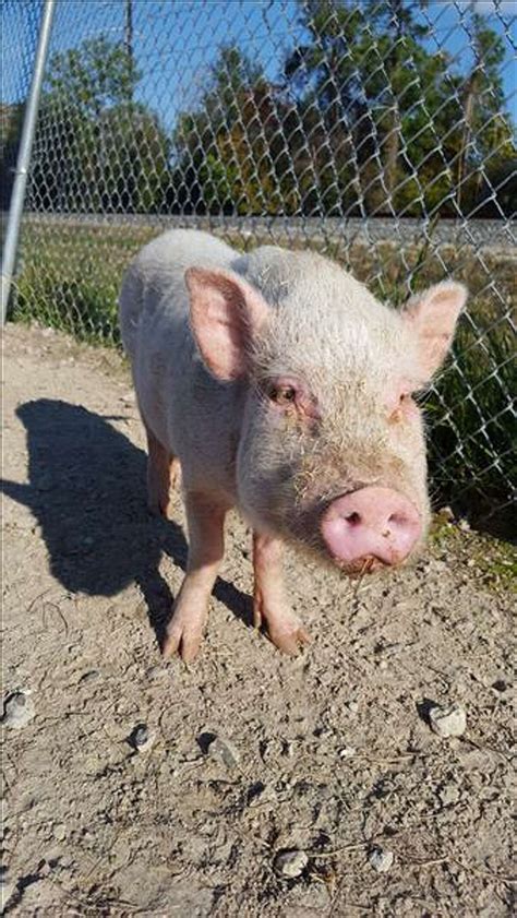 7 Pigs Up For Adoption At Houston Area Shelters