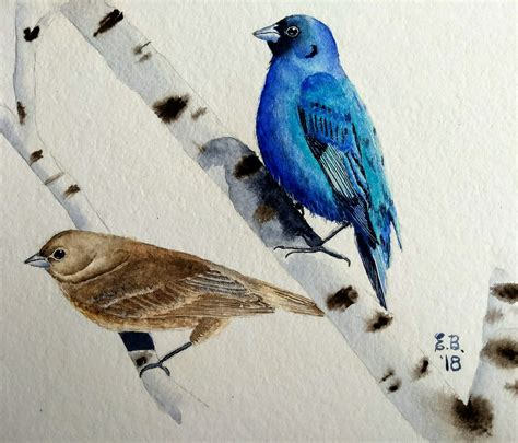Watercolor Wednesday A Pair Of Indigo Buntings On Birch
