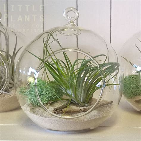 Beautiful range of gift baskets for delivery on the gold coast. Air Plant Globe - Little Plants