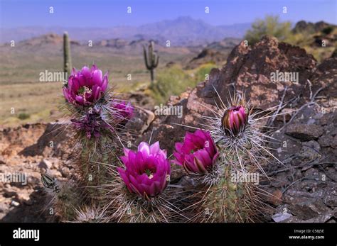 Cactus Flowers Lost Dutchman State Park Apache Junction Usa