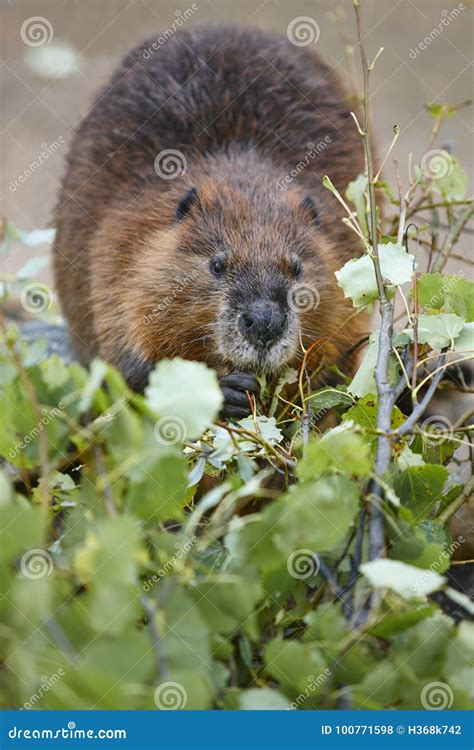 Beaver Eating In The Forest Nature Wildlife Background Stock Photo