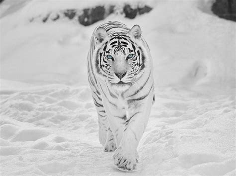 Snow leopard 4k for desktop, one animal, animal themes, feline. White Siberian Tiger Wallpapers - Wallpaper Cave