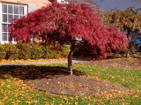 How To Prune A Japanese Maple Tree Mikes Backyard Nursery