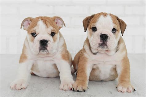 Two Little Happy English Bulldog Puppy Stock Photo Image Of Belly