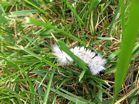 How Long Do Hickory Tussock Moth Caterpillar Rash Last Adopt And Shop