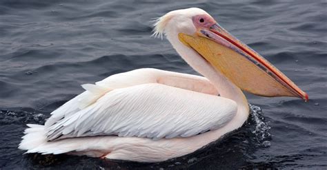 Pelican Bird Facts Az Animals