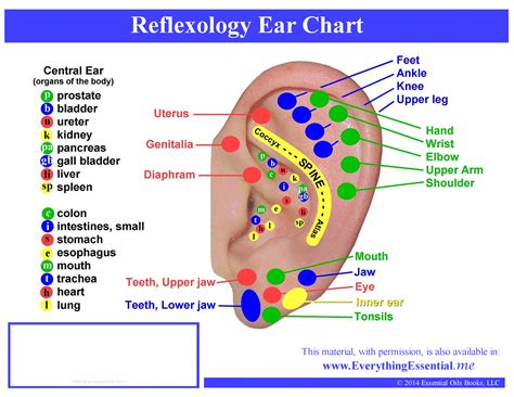 Piercing Pain Chart Ear