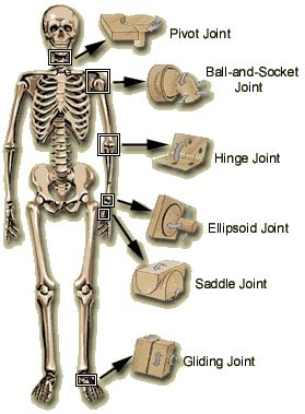 After this video, you should find out how many. Location Of Various Joints In A Human Skeleton CSEC / CXC exams Biology Questions