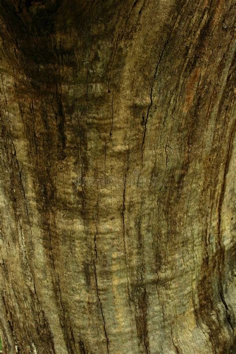 Close Up Of Tree Bark Stock Image Image Of Woody Textures 5379749