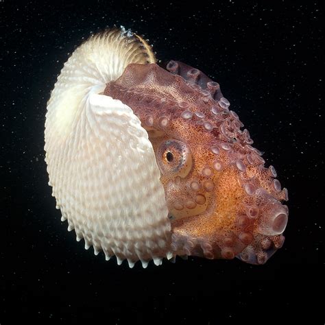Three New Species Of Nautilus Discovered