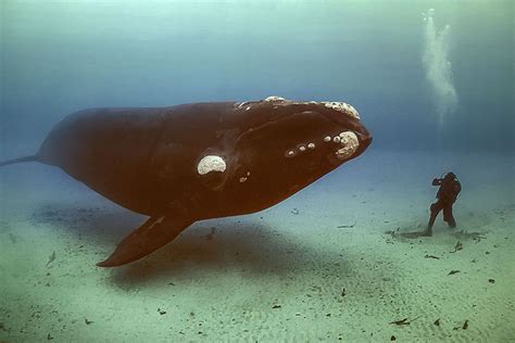 Arctic Ocean Right Whale 500px Photo A Dive With The Whales By