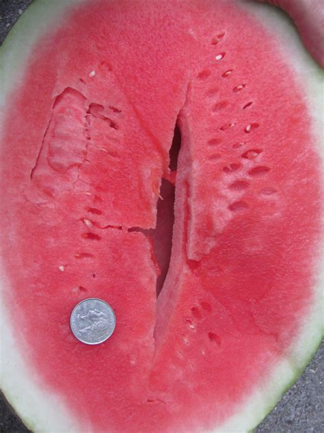 Hollow Heart Of Watermelon Purdue University Vegetable Crops Hotline