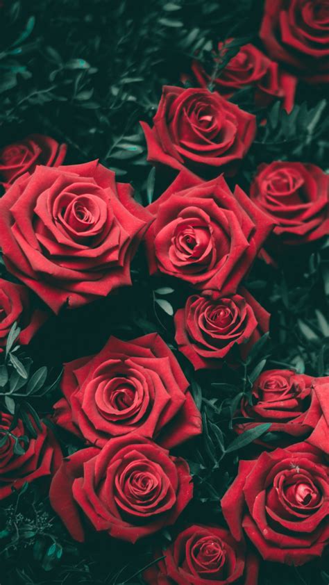 Red Roses Wallpaper 58 Images