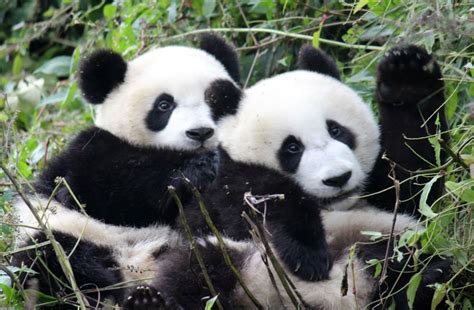 Pinder Endangered Giant Pandas Prefer Breeding With Mates They Fancy