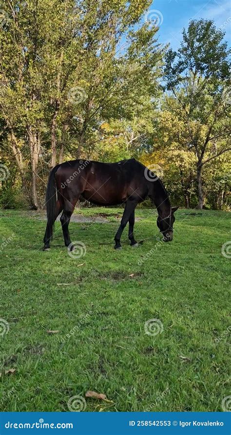 Horse Eating Grass On The Lawn In The Forest Artiodactyls Stock Video