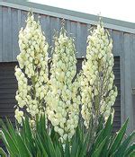 The dakota indian name for it is. US State Flowers List: Alaska, Oklahoma, Hawaii, Colorado ...