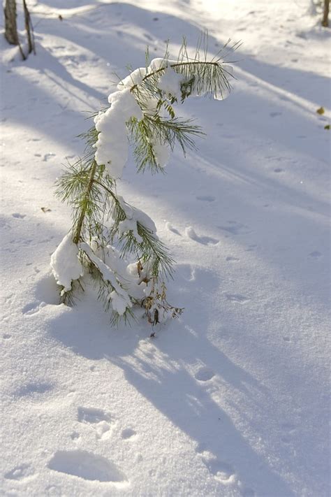 Pine Tree Winter Siberia Free Photo On Pixabay Pixabay