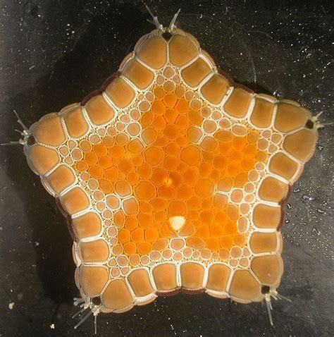 Biscuit Starfish 03 Starfish Sea Starfish Marine Life