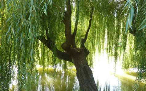 Over 18,421 willow tree pictures to choose from, with no signup needed. Weeping Willow Tree | TLC Garden Centers