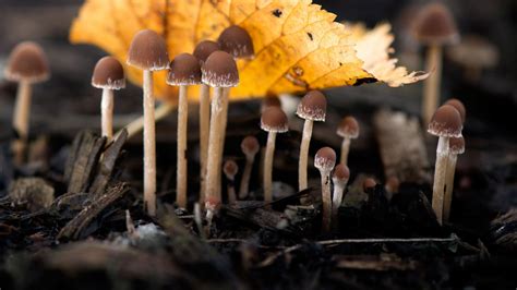 The State of The World's Fungi