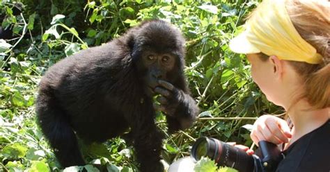 Gorillas Play Tag Like Humans