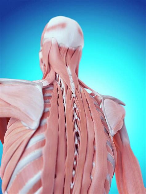 Human Back Anatomy Photograph By Sebastian Kaulitzkiscience Photo