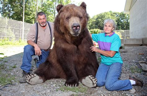 This Couple Loves To Snuggle With Their 1400 Pound Brown Bear