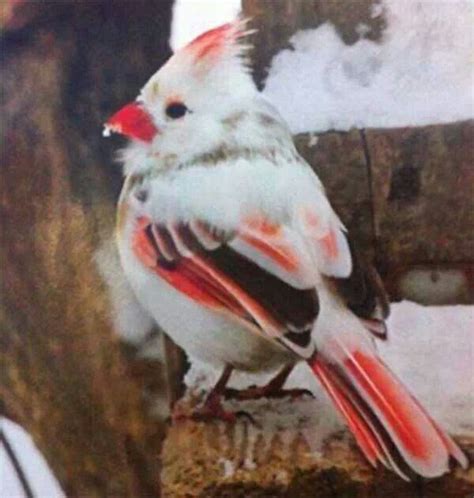 Rare Albino Cardinal Here In Ohio Экзотические птицы Животные Птички